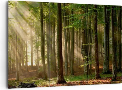 Produktbild von Bild auf Leinwand - Leinwandbild - Wald Baum Natur - 165x110cm - Wand Bild - Wanddeko - Wandbilder - Leinwanddruck - Bilder - Kunstdruck - Wanddekoration - Leinwand bilder - Wandkunst - CE165x110-3628