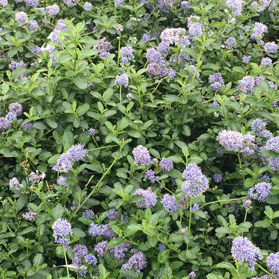Image de Säckelblume - Ceanothus thyrsiflorus 'Repens' | 40-50 cm en conteneur