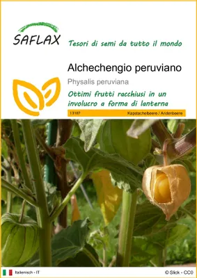 Immagine prodotto di SAFLAX  - Alchechengio peruviano - 100 semi - Physalis