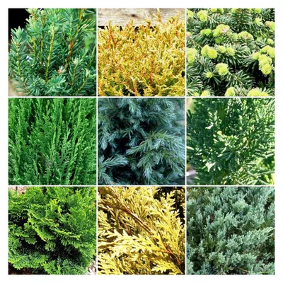 Produktbild von 3 x Immergrüner Nadelbaum Pflanzenmix - Winterharte Gartensträucher | 9 cm Töpfe