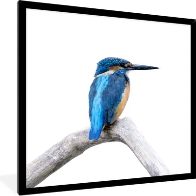 Produktbild von MuchoWow® Gerahmtes Poster Eisvogel - Zweig - Schnabel 40x40 cm - Poster mit Schwarzem Bilderrahmen Wandposter Rahmen Foto Bilder - Mit Rahmen - Wanddekoration Schlafzimmer