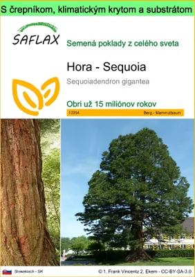 Obrázok produktu pre SAFLAX Garden to go - Hora - Sequoia - Sequoiadendron gigantea - 50 Semená - S črepníkom, klimatickým vekom a pestovateľským substrátom