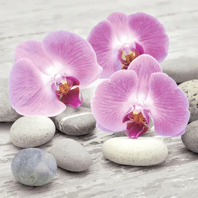Produktbild von 20 LUNCH SERVIETTEN 33x33cm Orchideen, Steine. ORCHIDS ON STONES