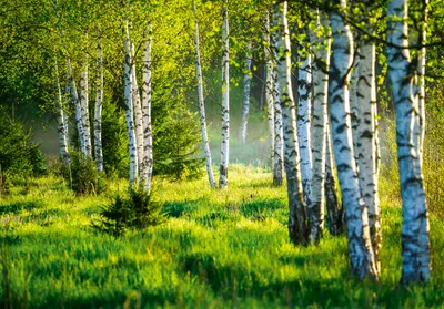Produktbild von Vlies Fototapete Birkenwald Natur Wald grün (254cm x 184cm - 2 Bahnen) Wohnzimmer Schlafzimmer Wandtapete Tapete Latexdruck UV-Beständig Geruchsfrei Hohe Auflösung Montagefertig