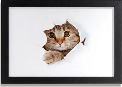 Produktbild von Bild 30x20 MDF-Rahmen, Wandkunst Katze