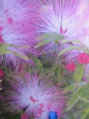 Produktbild von Rosa Puderquastenstrauch Schöner Mann - Calliandra surinamensis - 30-40cm