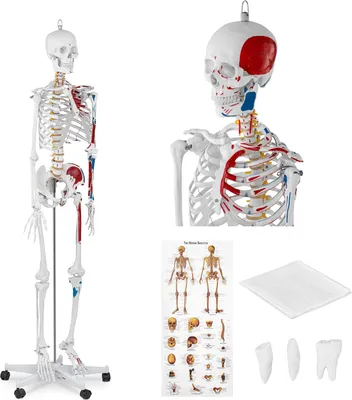 Obrázek produktu pro physa Model kostry člověka v životní velikosti - 180 cm - s barevným značením