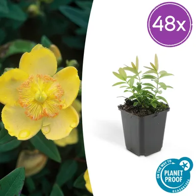 Image de Hypericum calycinum | 48 pièces - 10-25cm - Ø9cm - Plante de jardin