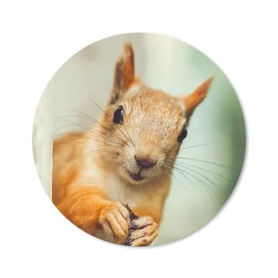 Produktbild von MuchoWow® Mauspad Mousepad Eichhörnchen - Lustig - Nuss - Kinder - Jungen - Mädchen - Kind 50x50 cm - Mousepads - Maus Mat - Pad - Mausunterlage - Vinyl