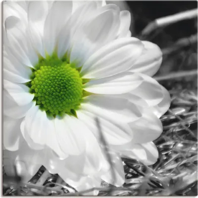 Produktbild von ARTland Leinwandbild Weiße Blume Größe: 50x50 cm