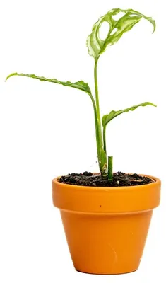 Obrázok produktu pre Gardners Monstera obliqua Peru, priemer 6 cm