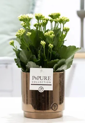 Zdjęcie produktu dla Kalanchoe biala w doniczce ceramicznej Ø12cm, 27cm - kwitnaca roslina
