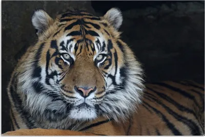 Produktbild von MuchoWow® Poster Tiger - Höhle - Natur 30x20 cm - Plakate - Print
