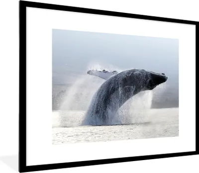Produktbild von MuchoWow® Gerahmtes Poster Buckelwal springt aus dem Wasser 80x60 cm - Poster mit Schwarzem Bilderrahmen Wandposter Rahmen Foto Bilder - Schlafzimmer-Dekorationen - Fotoposter