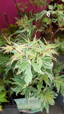 Image de Acer palmatum 'Butterfly' / Erable du Japon