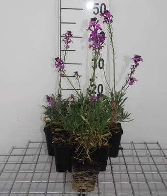 Obrázek produktu pro 6 x Erysimum hybr. 'Bowles Mauve' - Nástěnné zelí - květináč 9 x 9 cm