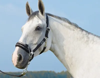 Produktbild von Eskadron Halfter Control Schiebeschnalle Schwarz Pony P2