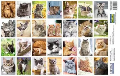 Immagine prodotto di Adesivi. Gatti - LITERAT
