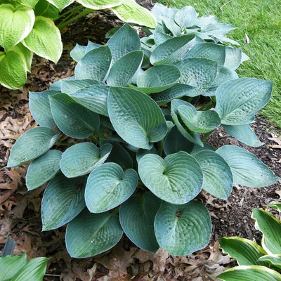 Produktbild von Funkie Hosta Knolle Zierblätter Staude Schattenpflanzen Funkie Blue Vision 1 St.