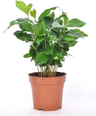 Obrázek produktu pro Coffea arabica, 15 cm, kávovník, rostlina kávovníku, pokojová rostlina