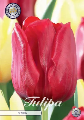 Artikelbild 2 von 'Tulpe Seadov (10 Stück)' aus der Kategorie Tulpenzwiebeln