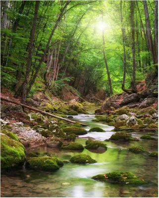 Produktbild von Wallario Poster - Fluss im Wald, Kunstdruck Größe: 40 x 50 cm