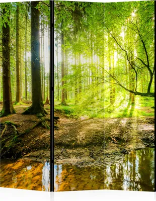 A room divider with a nature scene of a forest with sunlight filtering through the trees and a stream in the foreground.