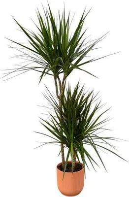 Obrázek produktu pro Dracaena Marginata - drací strom - pokojová rostlina cca 120cm - Ø21cm - vcetne