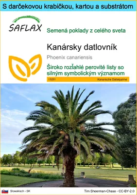 Obrázok produktu pre SAFLAX Darčeková sada - Kanársky datlovník - Phoenix canariensis - 10 Semená - S darčekovou krabičkou, prepravným štítkom, darčekovou kartou a pestovateľským médiom