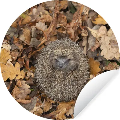 Produktbild von MuchoWow® Runde Wandtattoo - Wandsticker Tapete Aufkleber Igel - Herbst - Wald Ø 50 cm Selbstklebend und Repositionierbar - Wandaufkleber - Kreis - Wand Kreis - Wand Bild - Foto Tapete - Selbstklebende - Wohnzimmerdekoration - Wand Dekoration - Kinderzimmer