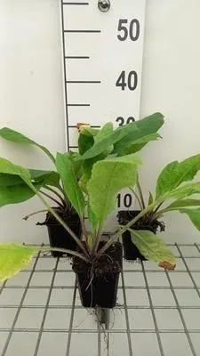 Produktbild von 6 x  Pulmonaria rubra - Braunelle - Topf 9 x 9 cm