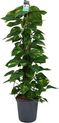 Image de Lierre d'intérieur (Epipremnum / Scindapsus) Ø 24 cm ↕ 120 cm – Grande plante grimpante purificatrice d'air