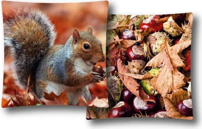 Immagine prodotto di Copricuscino con stampa fotografica 40x40 cm, Morbido copricuscino senza imbottitura, Motivo: Scoiattolo