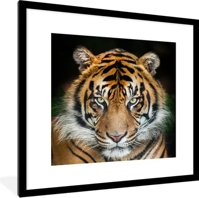 Produktbild von MuchoWow® Gerahmtes Poster Sumatra-Tiger vor einem schwarzen Hintergrund 40x40 cm - Poster mit Schwarzem Bilderrahmen Wandposter Rahmen Foto Bilder - Poster - Plakat im Rahmen