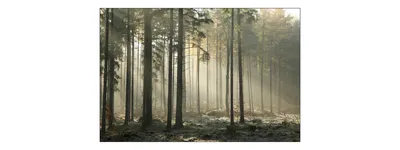Produktbild von Muralo Fototapete Wald 315 (B) x 210 (H) cm Vlies Tapete Wandtapeten Bäume Wohnzimmer Schlafzimmer moderne Wandbilder XXL Landschaft Nebel Panorama Wand Dekoration