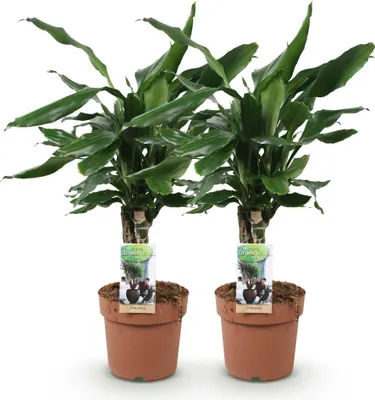 Zdjęcie produktu dla Dracaena fragrans Steudneri – 2 łatwe w pielęgnacji drzewka smocze, 50–55 cm, doniczka ceramiczna 17 cm
