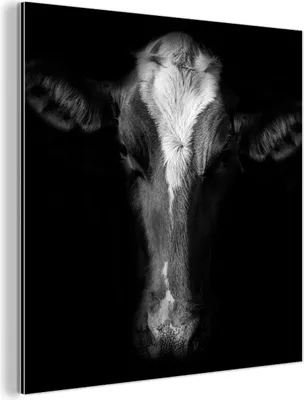 Obrázek produktu pro Nástěnná dekorace Kovový kovový obraz Wall Art 50x50cm Portrétní fotografie krávy na černém pozadí v černobílé barvě Muchowow Hliníkové obrazy
