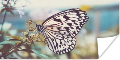 Produktbild von MuchoWow® Poster Schmetterling - Blumen - Frühling 120x60 cm - Bild