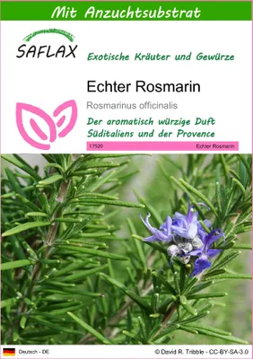Produktbild von SAFLAX - Echter Rosmarin - Rosmarinus officinalis - 100 Samen - Mit keimfreiem Anzuchtsubstrat