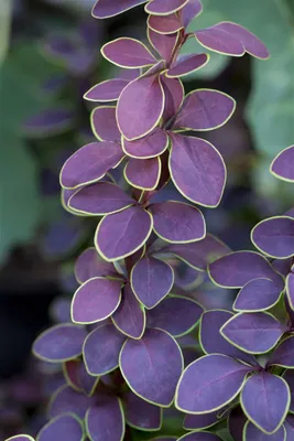 Produktbild von Berberis thunbergii 'Golden Ring', Berberitze, gelb-rot, 40–60 cm