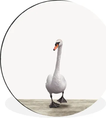 Produktbild von MuchoWow® Aluminium Wandkreis Schwan - Tiere - Vogel - Jungen - Mädchen - Kinder Ø 30 cm Wanddeko Modern Wohnzimmer - Wand Bild - Wohnzimmer - Runde Bilder - Alubilder - Kunst für zu Hause - Aluminium - Wanddekoration