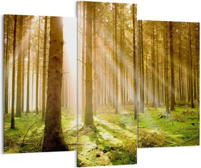 Produktbild von Bild auf Leinwand - Leinwandbild - Bäume Sonne Natur - 130x100cm - Wand Bild - Wanddeko - Leinwanddruck - Bilder - Kunstdruck - Wanddekoration - Leinwand bilder - Wandkunst - CB130x100-0156