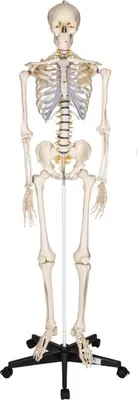 Image de Squelette humain 181 cm - Modèle