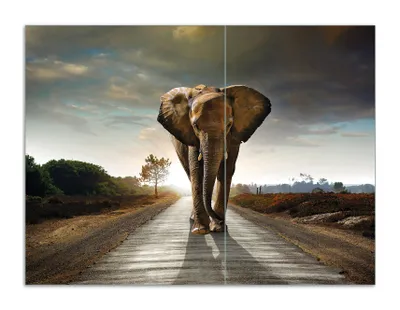 Produktbild von Wallario Herdabdeckplatte aus Glas, Größe 70 x 52 cm 2-teilig, Motiv Elefant bei Sonnenaufgang in Afrika