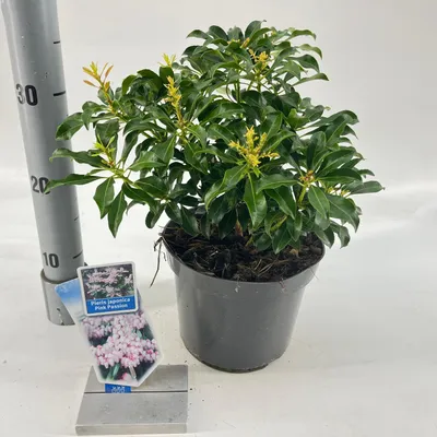 Produktbild von Pieris jap. Pink Passion ('Opstal 69'PBR) - Schattenglöckchen | 25-30 cm im Topf