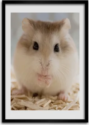 Produktbild von Bild - Bilderrahmen - Foto - 70 cm x 100 cm - MDF - Rahmen - Wandkunst - Hamster