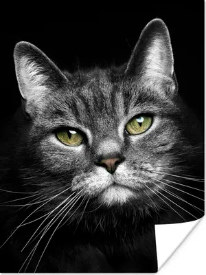 Produktbild von MuchoWow® Poster Haustiere - Katze - Tiere - Schwarz - Weiß 60x80 cm - Schlafzimmer Dekoration