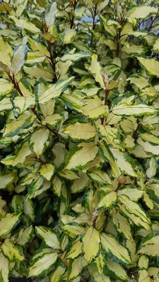 Image de Elaeagnus x ebbingei Maryline® 'abrela'/ Chalef panaché