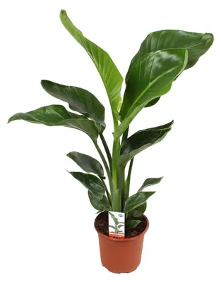 Immagine prodotto di Strelitzia Nicolai - 60-70cm - Ø17cm - Pianta d'appartamento - Sempreverde
