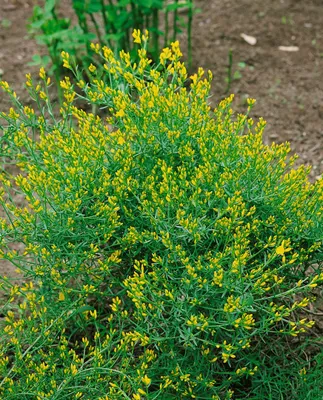 Produktbild von Genista anglica, Englischer Ginster, gelb, 2 Liter Container
